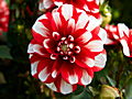 Dahlia IMG_1006 Dalia